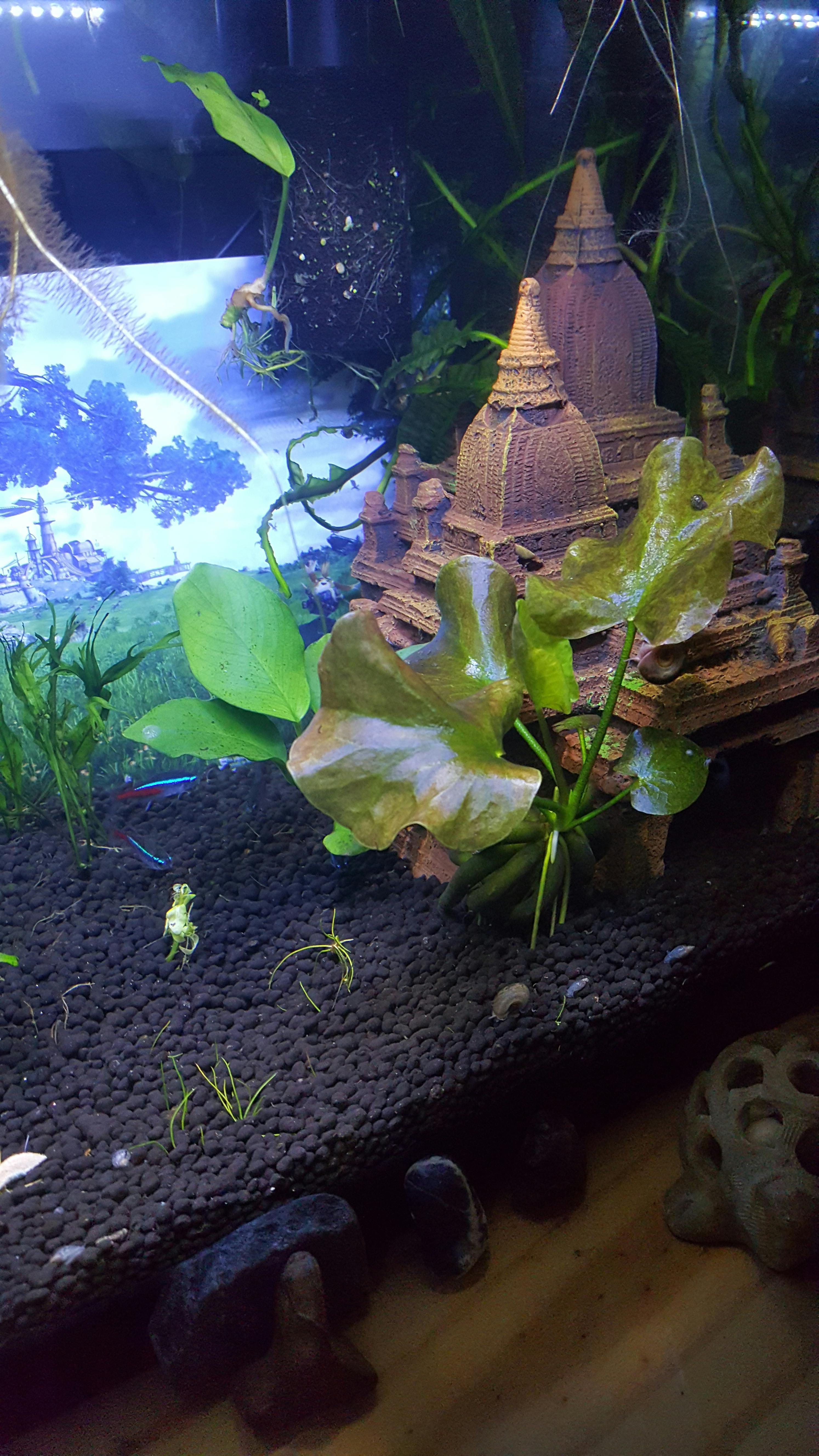 Banana Plant Aquarium CoOp